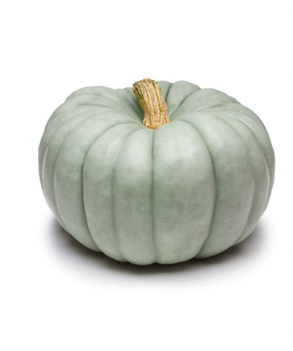 Blue Doll Pumpkin